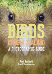 Birds of New Zealand by Scofield, Paul & Brent Stephenson